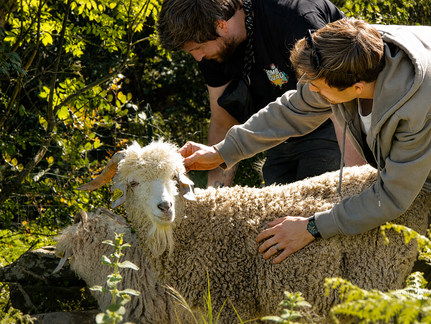 Apprendre en observant les chèvres au pré