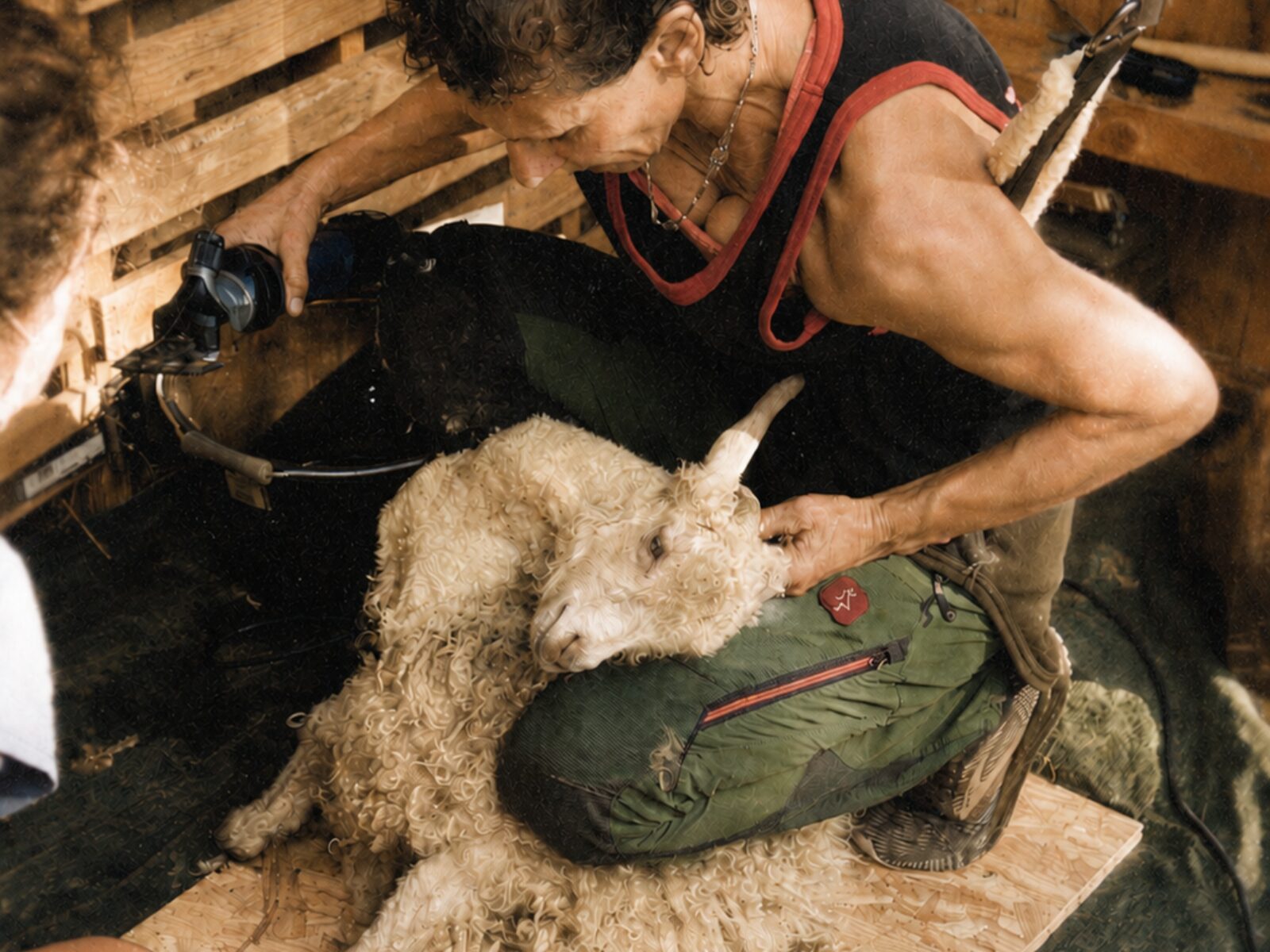 Tonte d'une chèvre angora