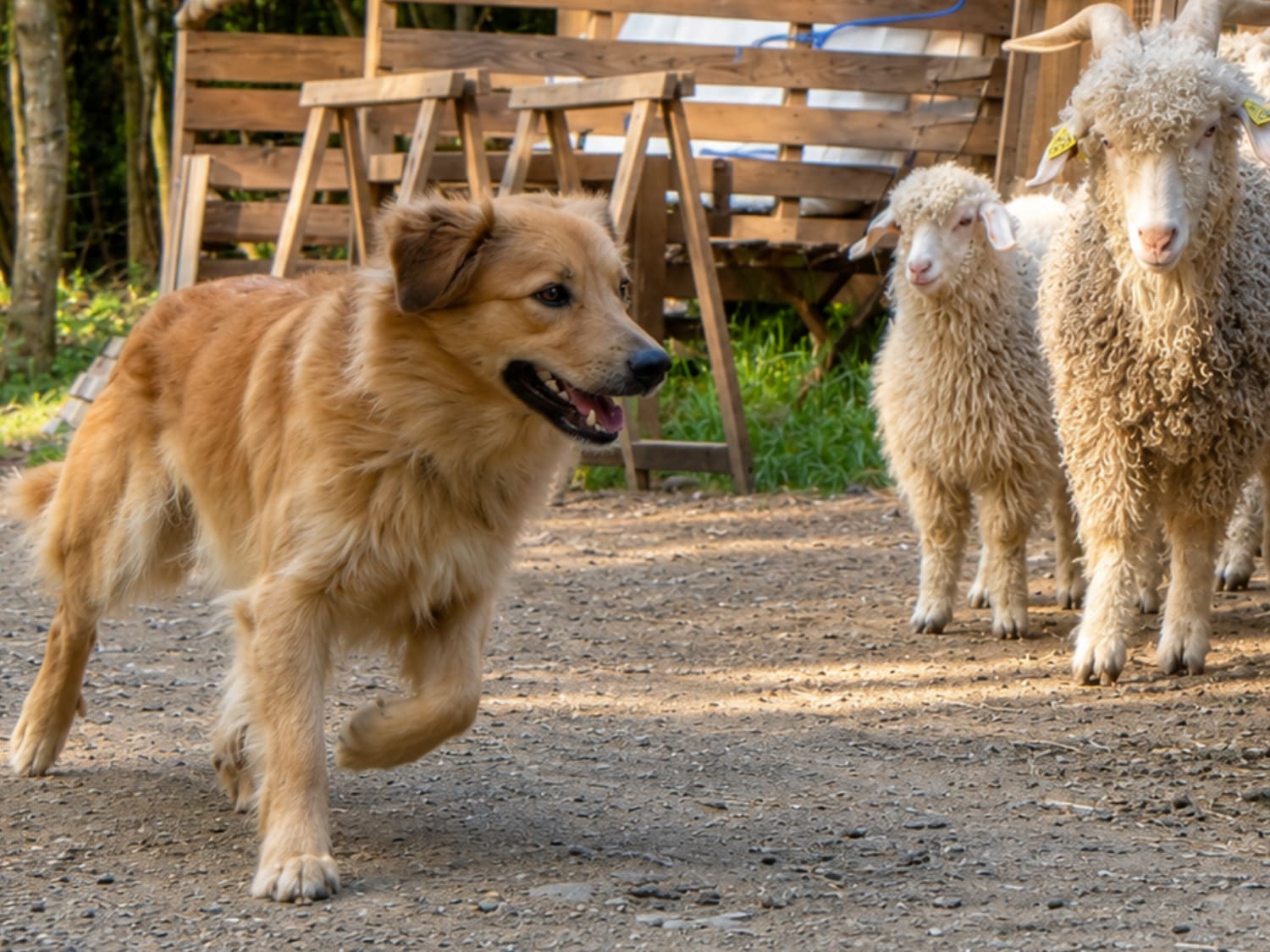 Le chien berger