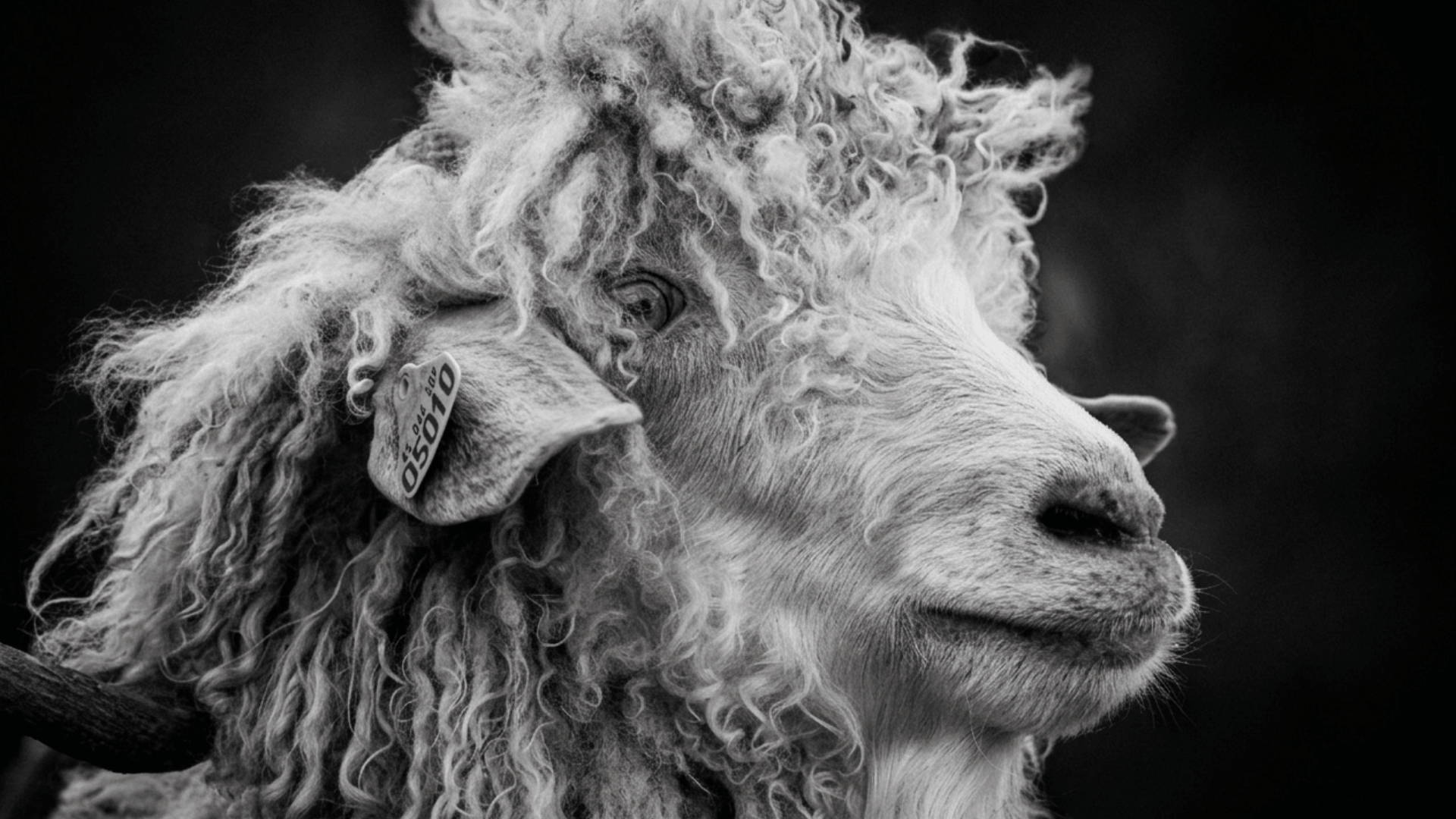 Photo paysage n&b — portrait de chèvre angora