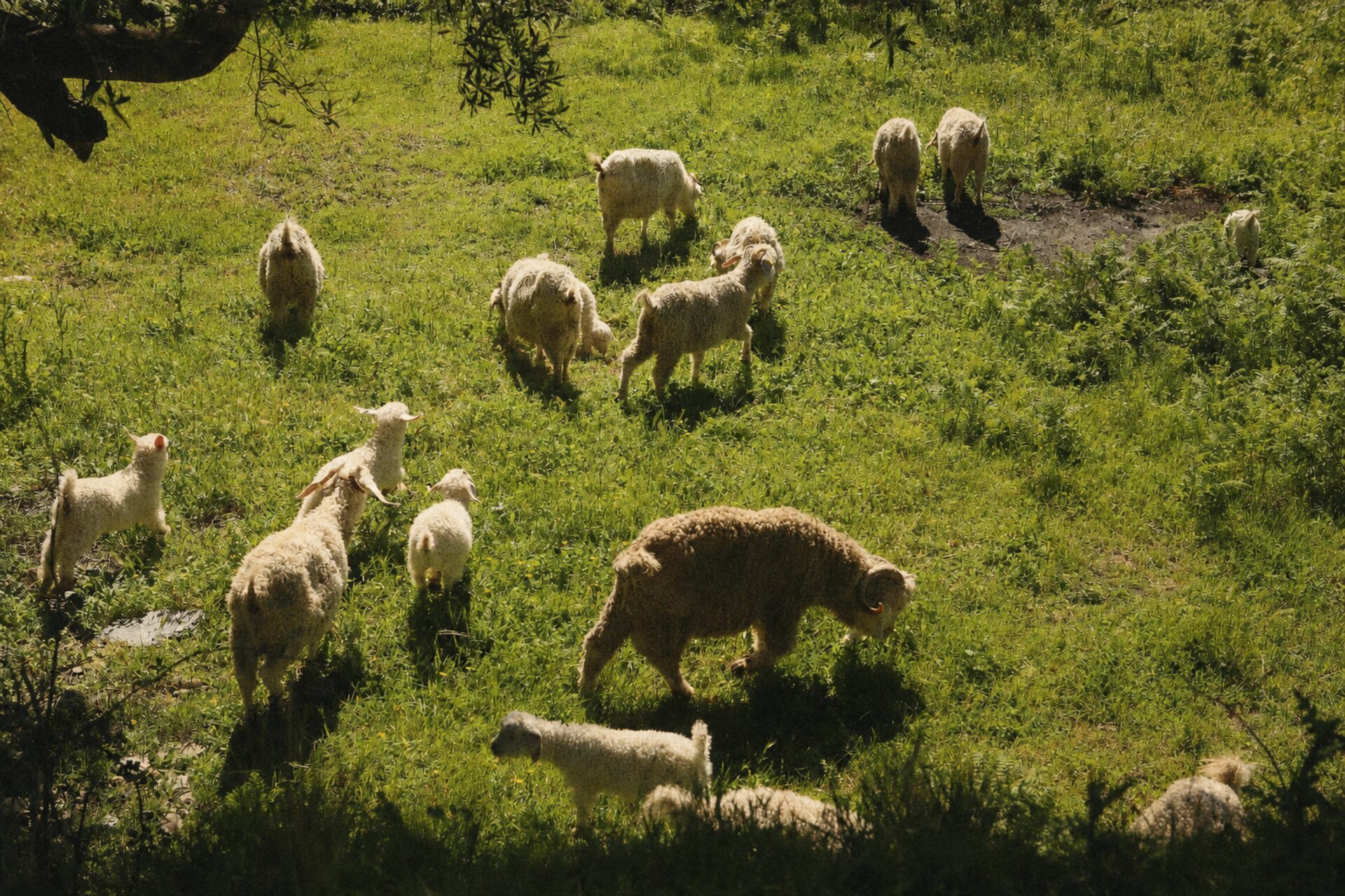 Chèvres Angora dans la vallée de Sisco