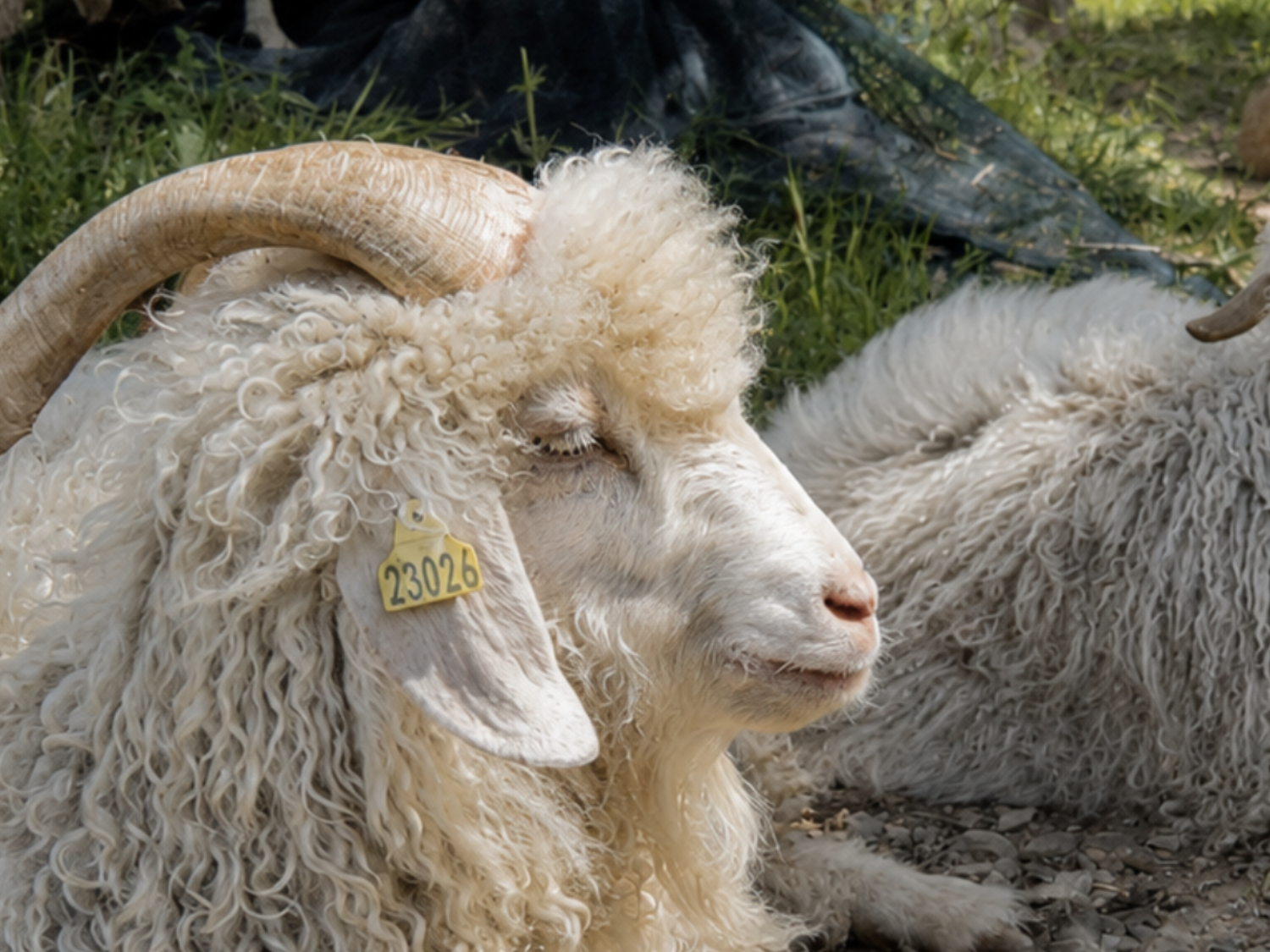 Chèvres Angora de la chèvrerie