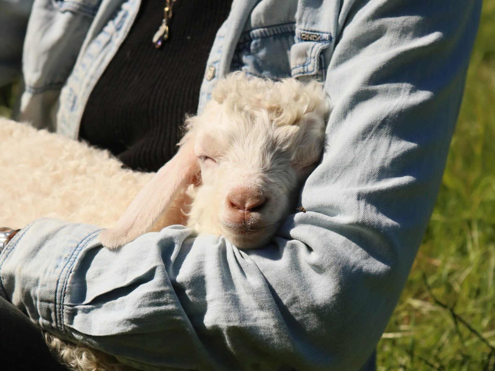 Chevreau angora endormi dans les bras