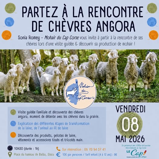 Affiche de la visite à la rencontre des chèvres angora